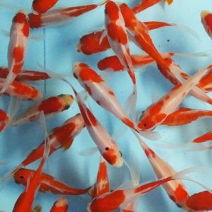 金魚 東錦 6cm〜8cm前後 M 5匹【国産】 : エムワイショップアクア