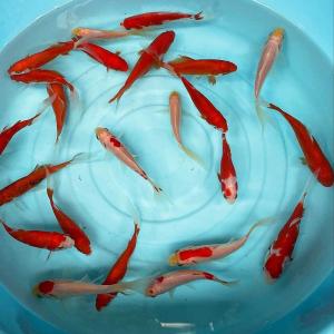 金魚 更紗コメット 5匹 M　約7cm前後 金魚 国産