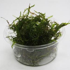 水草 ウィローモス 約10g(無農薬) 国産 ...の詳細画像1