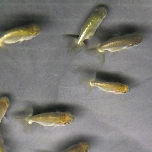 【国産】 金魚 らんちゅう青仔 約2〜3cm 5匹 [ エサ 餌 きんぎょ キンギョ 川魚 生体 ]