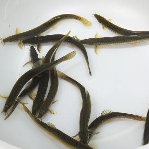 ドジョウ／どじょう30匹（S〜M） 8cm〜13cm前後 川魚　釣り餌