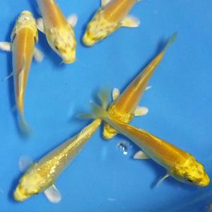 錦鯉 山吹黄金5匹 SS 約約6cm〜9cm前後 ニシキゴイ 生体 黄金 銀鱗　光物
