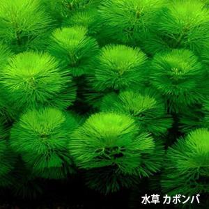 【専用ページ】天然アナカリス1000本 専用ページ 天然アナカリス1000本で9400円