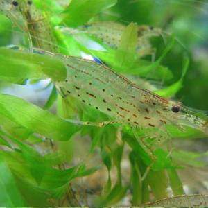 ヤマトヌマエビ 20匹 【水槽内でも飼える!水...の詳細画像1