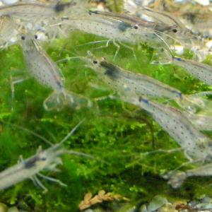 ヤマトヌマエビ 10匹 【水槽内でも飼える!水...の詳細画像1