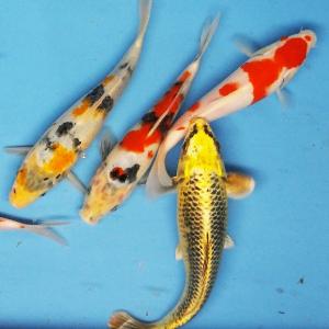 錦鯉 Mix (LL) 3匹 約21〜25cm...の詳細画像1