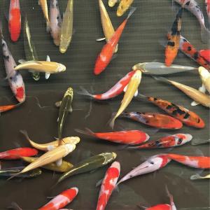 錦鯉MIX（SS） 5匹 7cm〜10cm前後 紅白/昭和三色/光物/銀鱗/ドイツ/白写り/べっ甲/秋翠/山吹黄金/松葉