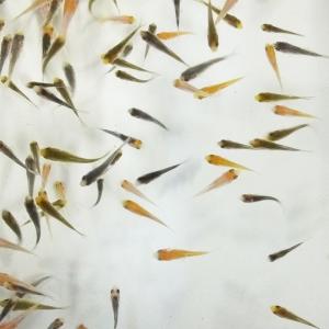 販売!![9月上旬より順次出荷] 錦鯉 MIX 稚魚 30匹 1cm〜5cm