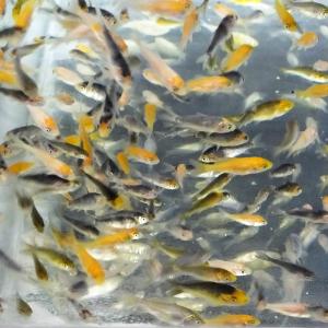 販売 ９月中旬より順次出荷 錦鯉 MIX 稚魚 100匹 1cm〜5cm