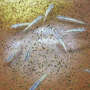 メダカ 黒ラメ幹之 極ラメ 30匹 みゆき 幹之めだか メダカめだか メダカ 変わりメダカ クロラメ Www Alliance Gloves Com