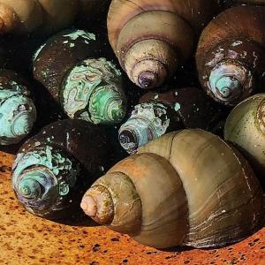 タニシ20匹