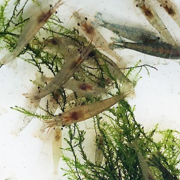 ミナミヌマエビ40匹　【水槽内でも殖える！水槽内のコケにも効果的】　エビ 飼育用・餌用にも！