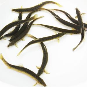 ドジョウ／どじょう5匹 （S〜M） 8cm〜13cm前後 川魚 釣り餌