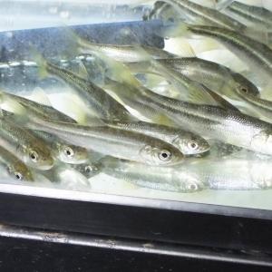 淡水魚タナゴの商品一覧 通販 Yahoo ショッピング