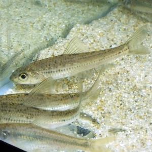 エムワイショップアクア モロコ類 川魚 Yahoo ショッピング