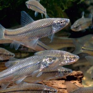 モツゴ 1匹(S〜M)3cm〜6cm 川魚 淡水魚の詳細画像1