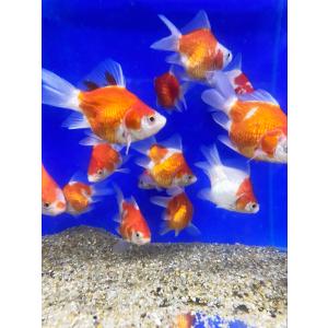 金魚 玉サバMix　（M）6cm〜10cm前後　3匹  タマサバ 新潟県産