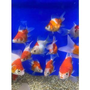 金魚 玉サバMix　（M）6cm〜10cm前後　5匹  タマサバ 新潟県産