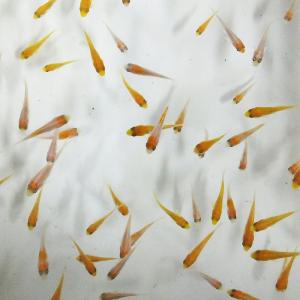 錦鯉MIX 稚魚 紅白 30匹 2〜5cm 生体