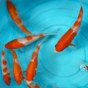 錦鯉 紅白 （S) 5匹 10cm〜13cm前後 ニシキゴイ 鯉 色鯉 生体｜emuwaifarm