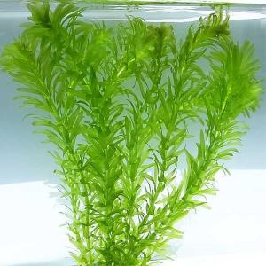 水草 アナカリス 国産 無農薬 メダカ 金魚藻 オオカナダモ（10本）｜emuwaifarm