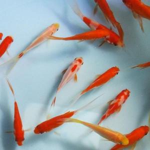 国産】更紗オランダ獅子頭 M 6cm〜9cm前後 5匹 金魚 更紗 オランダ