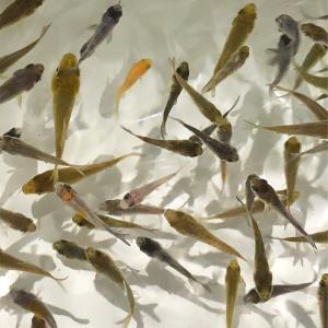 錦鯉MIX 稚魚 昭和三色 50匹 1〜4cm 生体