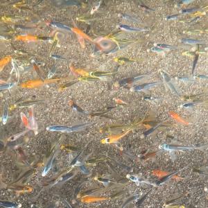 錦鯉 ヒレナガニシキゴイSS 孔雀Mix 約6〜9cm前後 （5匹）