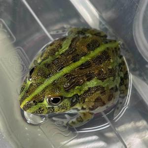 カエル アフリカウシガエル 約1 5cm 1匹 両生類 エムワイショップアクア 通販 Yahoo ショッピング