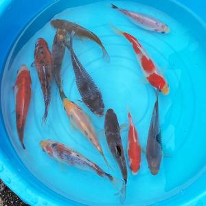 金魚 鮒金（3匹） フナ金 約6cm〜10cm前後 ふな金 和金 新潟産 ハイブリッド金魚 生体｜emuwaifarm