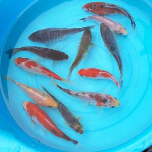 金魚 鮒金（1匹）フナ金 ふな金 約6〜10cm前後 和金 川魚
