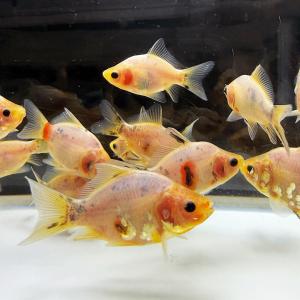 【国産】越乃青龍 5匹 5〜8cm前後 玉サバ サバ尾 タマサバ 金魚 新潟県産 きんぎょ キンギョ 生体