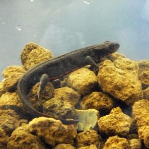 (両生類)アカハライモリ 3匹 観賞用