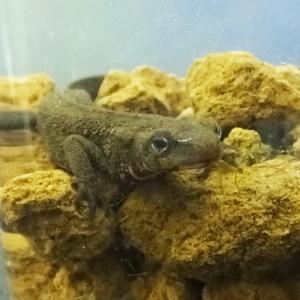 (両生類)アカハライモリ 5匹 観賞用の詳細画像1