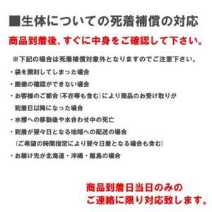 錦鯉 Mix (S) 3匹 10〜13cm前後...の詳細画像2