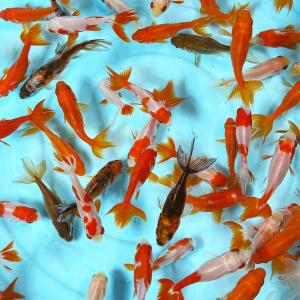 金魚 三ツ尾和金MIX（1匹）SS約3cm〜6cm前後 無選別 和金 三ツ尾 生体