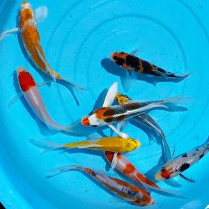 金魚 玉サバ 更紗 3匹（M）6cm〜10cm前後 タマサバ 新潟県産