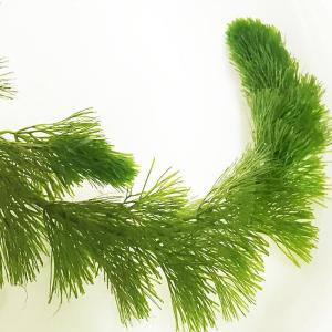 水草 カボンバ<10本>メダカ 金魚藻 アクア...の詳細画像1