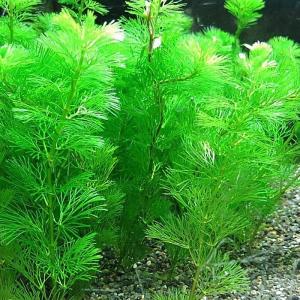 水草 ウィローモス 約10g（無農薬） 国産 金魚藻【ゆうパケット