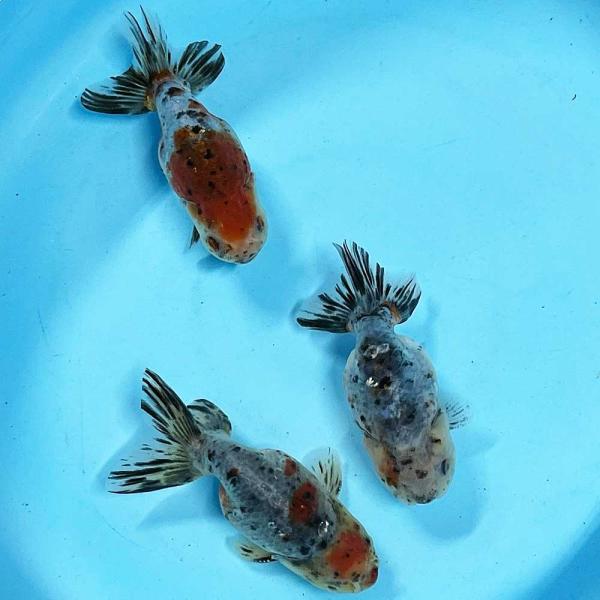 【国産金魚】江戸錦 LL（約12cm〜13cm前後）1匹 生体