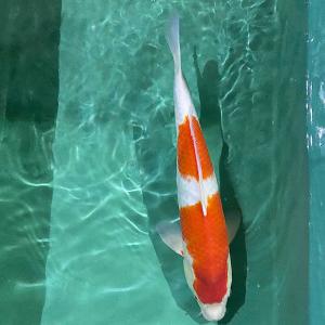 錦鯉 紅白 45cm 前後 一点物 【1-402】色 鯉 色鯉 生体｜emuwaifarm
