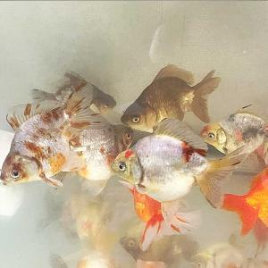 【国産金魚】ダルマ琉金 ショートテール ST 1匹 L 約9cm〜12cm前後 琉金 金魚 生体｜emuwaifarm