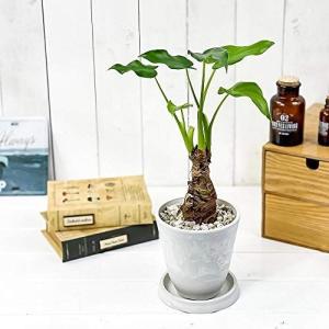 期間限定価格 観葉植物 アロカシア ポリー 陶器鉢 受皿付 白ゼオライト 人気ブランドを Southerncollegeofhealthsciences Com