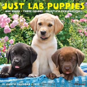 Just Lab Puppies 2023 Wall Calendar｜en-office