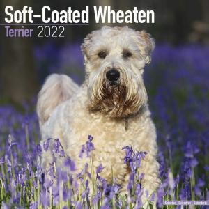 Softcoated Wheaten Terrier 2022 Wall Calendar｜en-office