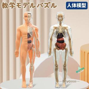 人体模型 骨格 ミニ 人体骨格模型 人体解剖学モデル 人体骨格モデル骨格標本 稼動 直立 スタンド 教材 35cm 1/5 モデル 教育用小道具 研究用の骨格系解剖学 模型