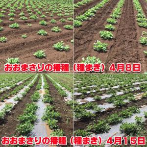 2026年新豆 掘り取り生落花生【おおまさり1...の詳細画像4