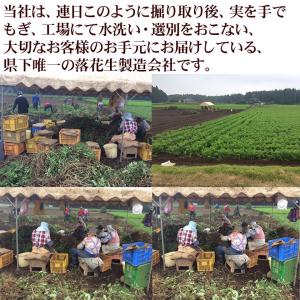 2026年新豆 掘り取り生落花生【おおまさり2...の詳細画像3
