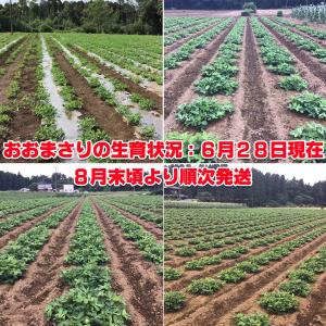 2026年新豆 掘り取り生落花生【おおまさり2...の詳細画像5