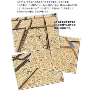 【天日干し煎ざや200g×3袋】 千葉半立 千...の詳細画像3